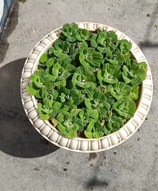 Water Lettuce