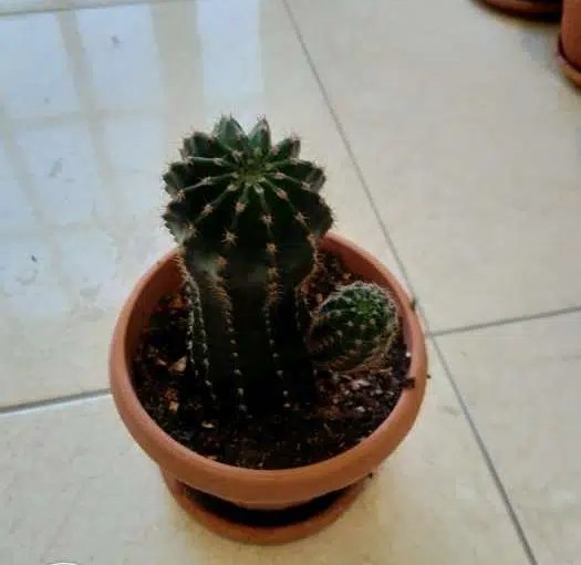 Cactus Plant