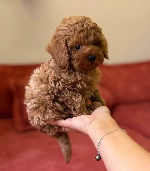 Adorable Toy Poodle For Sale