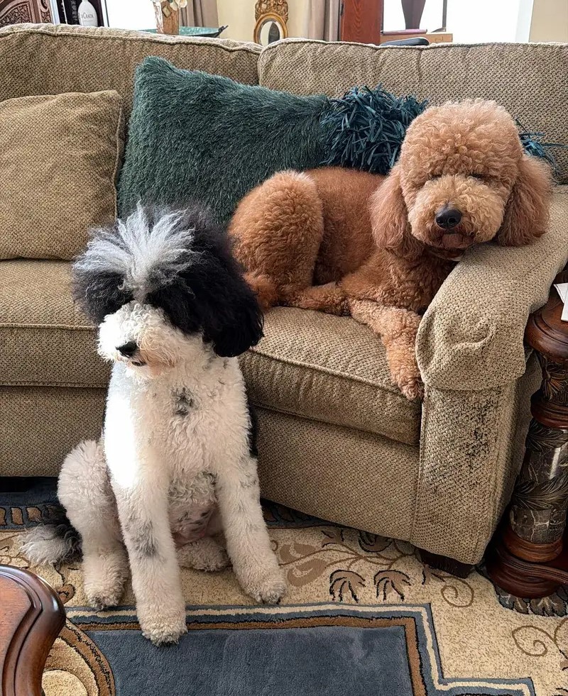 Goldendoodle Puppies For Sale.