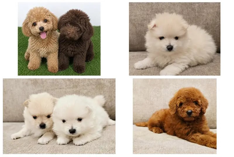 Mini Toy Poodle ,pomernian,pug ,gsdothers Breed