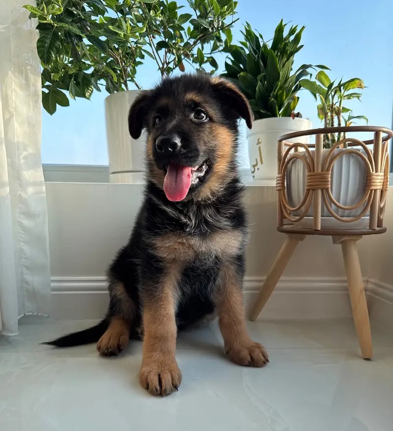 World Champion Bloodline Gsd Puppies