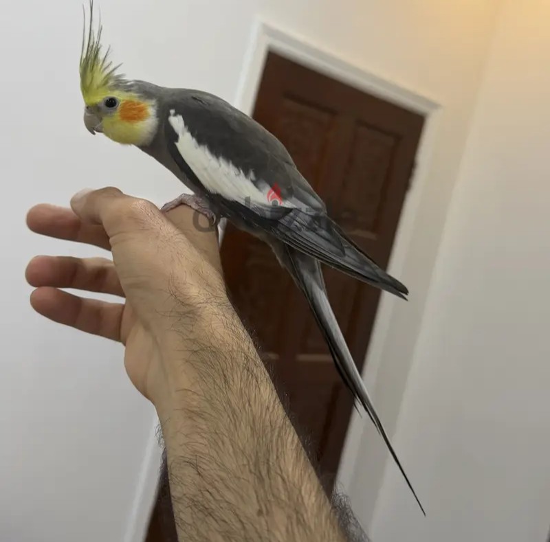 Cockatiel Male Tamed