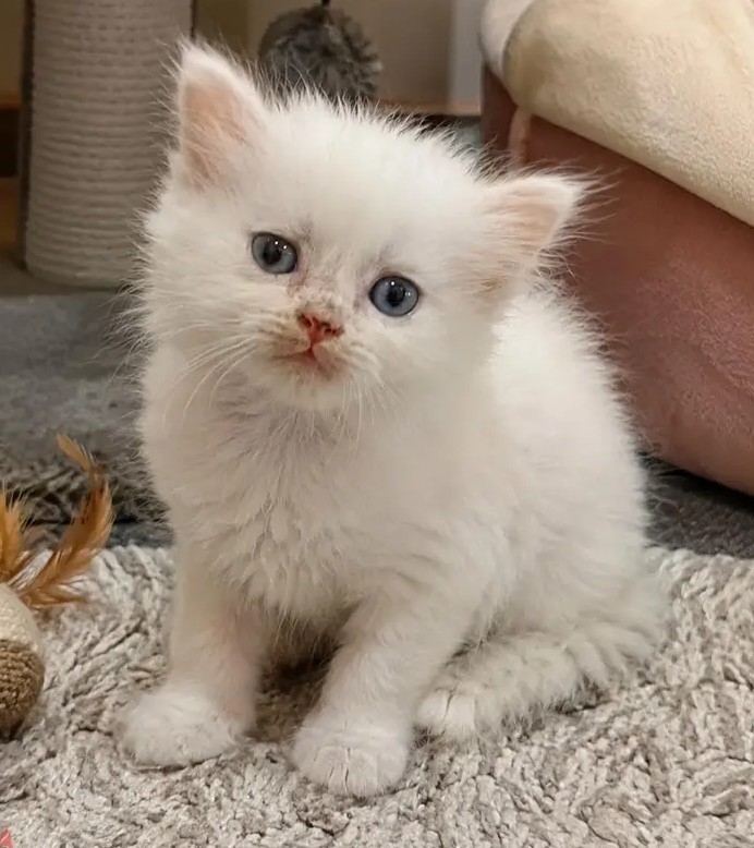 3 قطط للبيع توصيل مجاني | 3 Kittens For Sale Free Delivery