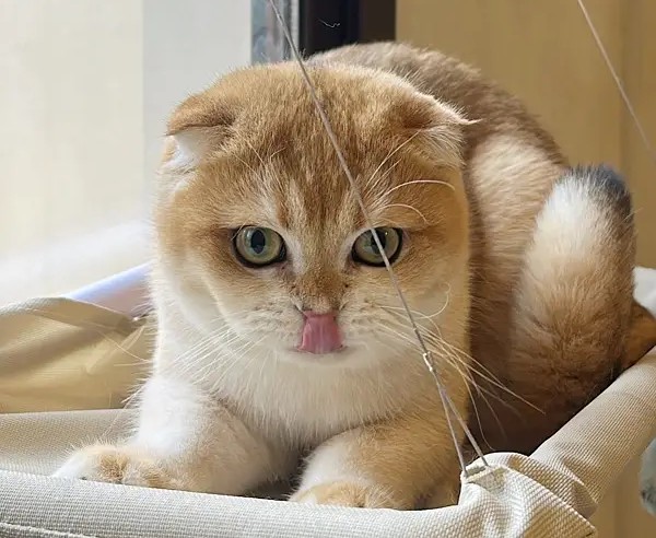 High Standards Scottish Cat مستوى عالي قط سكوتش