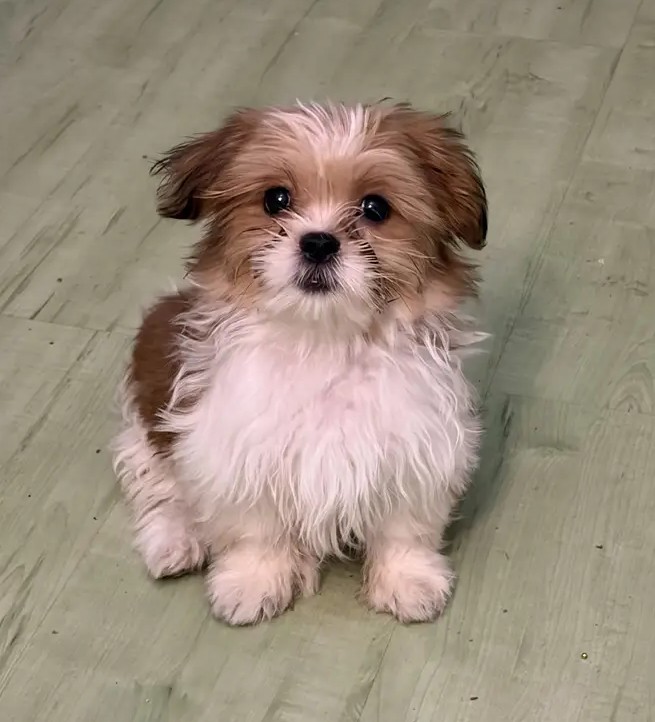 Puppy Available
