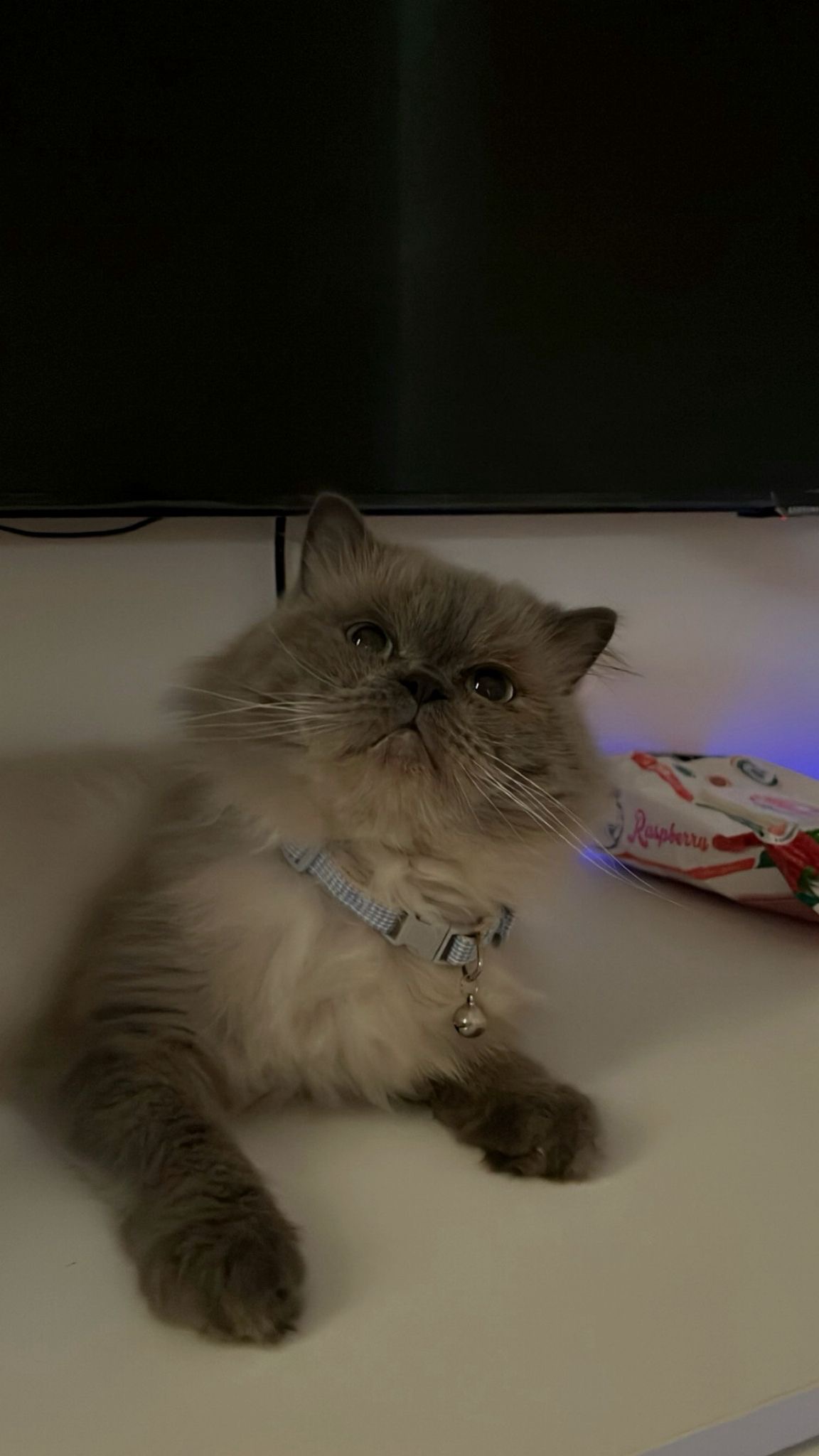 Cat For Adoption
