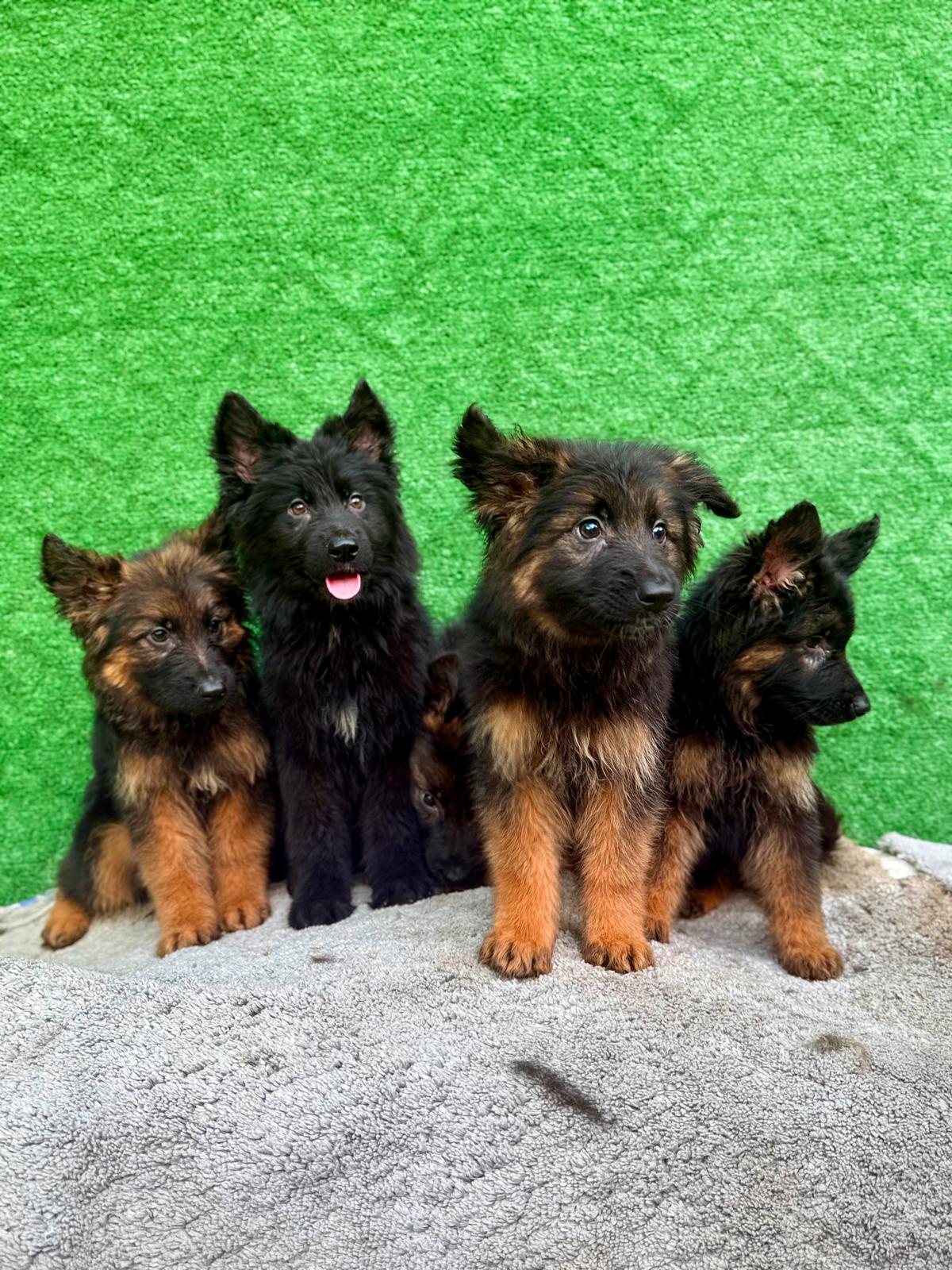 German Shepherd Puppies For Sale