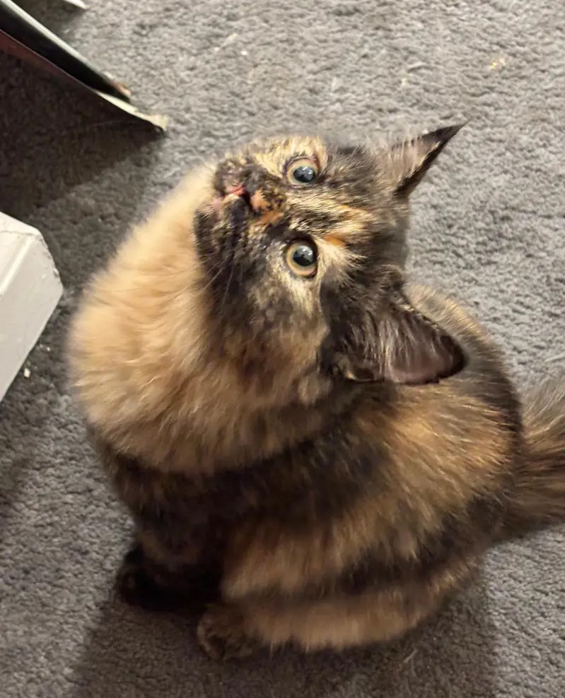 4 Month Old Kitten Looking For A New Home