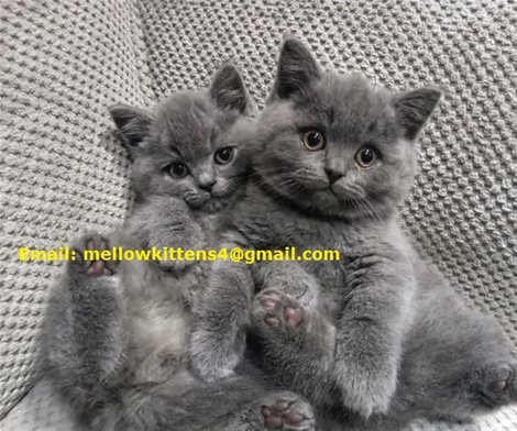Registered And Well Trained Grey British Shorthair Kittens