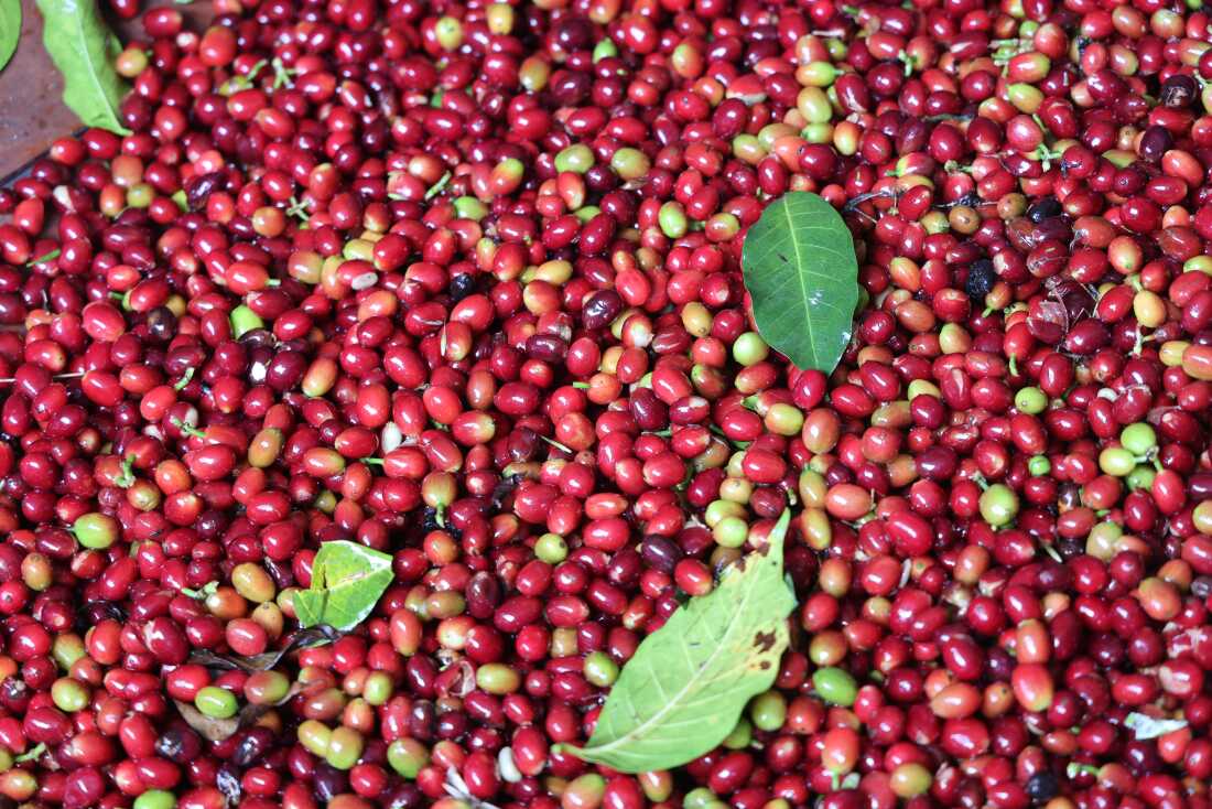 Argentina Robusta Coffee +256790560642 Premium Coffee Culture Exporter Bolivia Chile